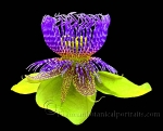 Botanical Portraits of Flowers