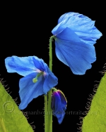 Botanical Portraits of Flowers