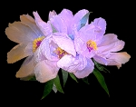 Botanical Portraits of Flowers