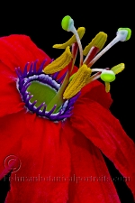 Botanical Portraits of Flowers