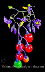 Botanical Portraits of Flowers