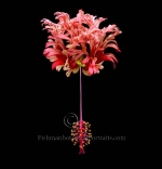Botanical Portraits of Flowers