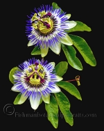 Botanical Portraits of Flowers