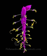 Botanical Portraits of Flowers