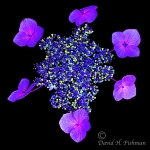 Botanical Portraits of Flowers