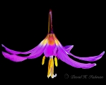Botanical Portraits of Flowers