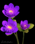 Botanical Portraits of Flowers