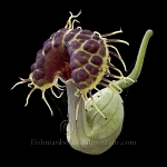 Botanical Portraits of Flowers