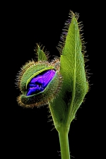 Botanical Portraits of Flowers