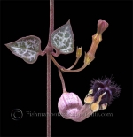 Botanical Portraits of Flowers