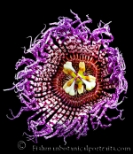 Botanical Portraits of Flowers