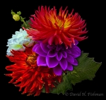 Botanical Portraits of Flowers