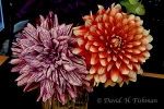 Botanical Portraits of Flowers