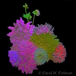 Botanical Portraits of Flowers
