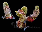 Botanical Portraits of Plants