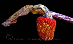 Botanical Portraits of Plants