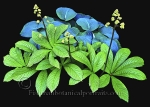 Botanical Portraits of Plants