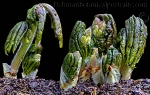 Botanical Portraits of Plants