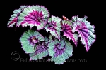 Botanical Portraits of Plants