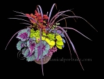 Botanical Portraits of Plants