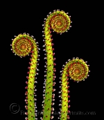 Botanical Portraits of Plants