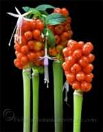 Botanical Portraits of Plants