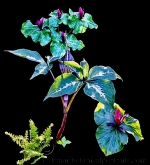Botanical Portraits of Plants