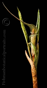 Botanical Portraits of Plants
