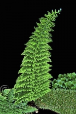 Botanical Portraits of Plants