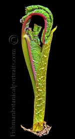 Botanical Portraits of Plants