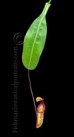 Botanical Portraits of Plants