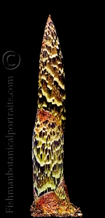 Botanical Portraits of Plants