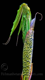 Botanical Portraits of Plants