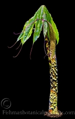 Botanical Portraits of Plants
