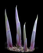Botanical Portraits of Plants