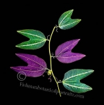 Botanical Portraits of Plants