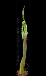 Botanical Portraits of Plants