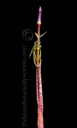 Botanical Portraits of Plants