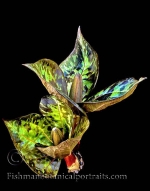 Botanical Portraits of Plants