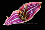 Botanical Portraits of Plants