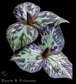 Botanical Portraits of Plants