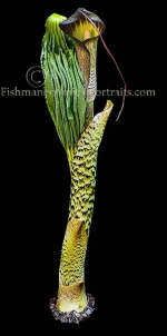 Botanical Portraits of Plants