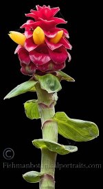 Botanical Portraits of Plants
