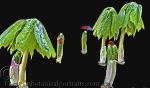 Botanical Portraits