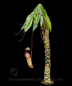 Botanical Portraits