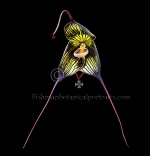 Botanical Portraits