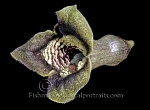 Botanical Portraits