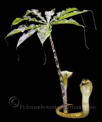 Botanical Portraits