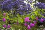 Botanical Portraits of Flowers
